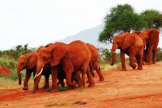 One day Nairobi City & Nairobi National Park Tour