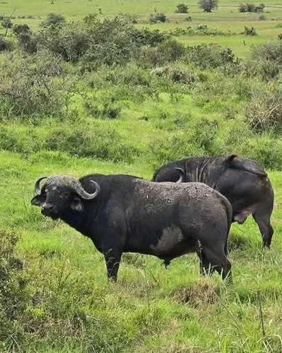 The Ultimate Kenya Wildlife Safari