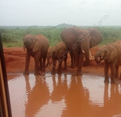 Kenya Wildlife Safari: Masai Mara & Lake Nakuru