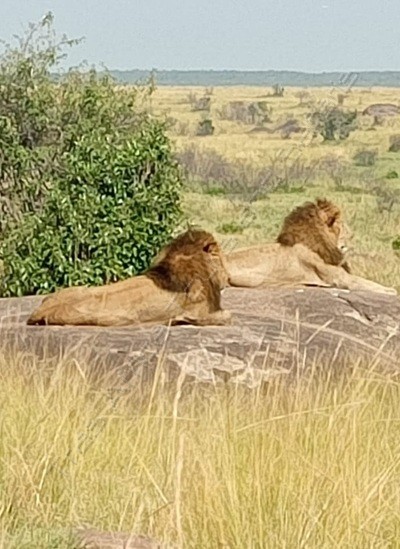 Roar of the Mara: The Ultimate 5-Day Big Five Safari Adventure